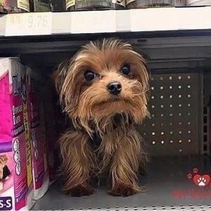 Meet your Posher, Star